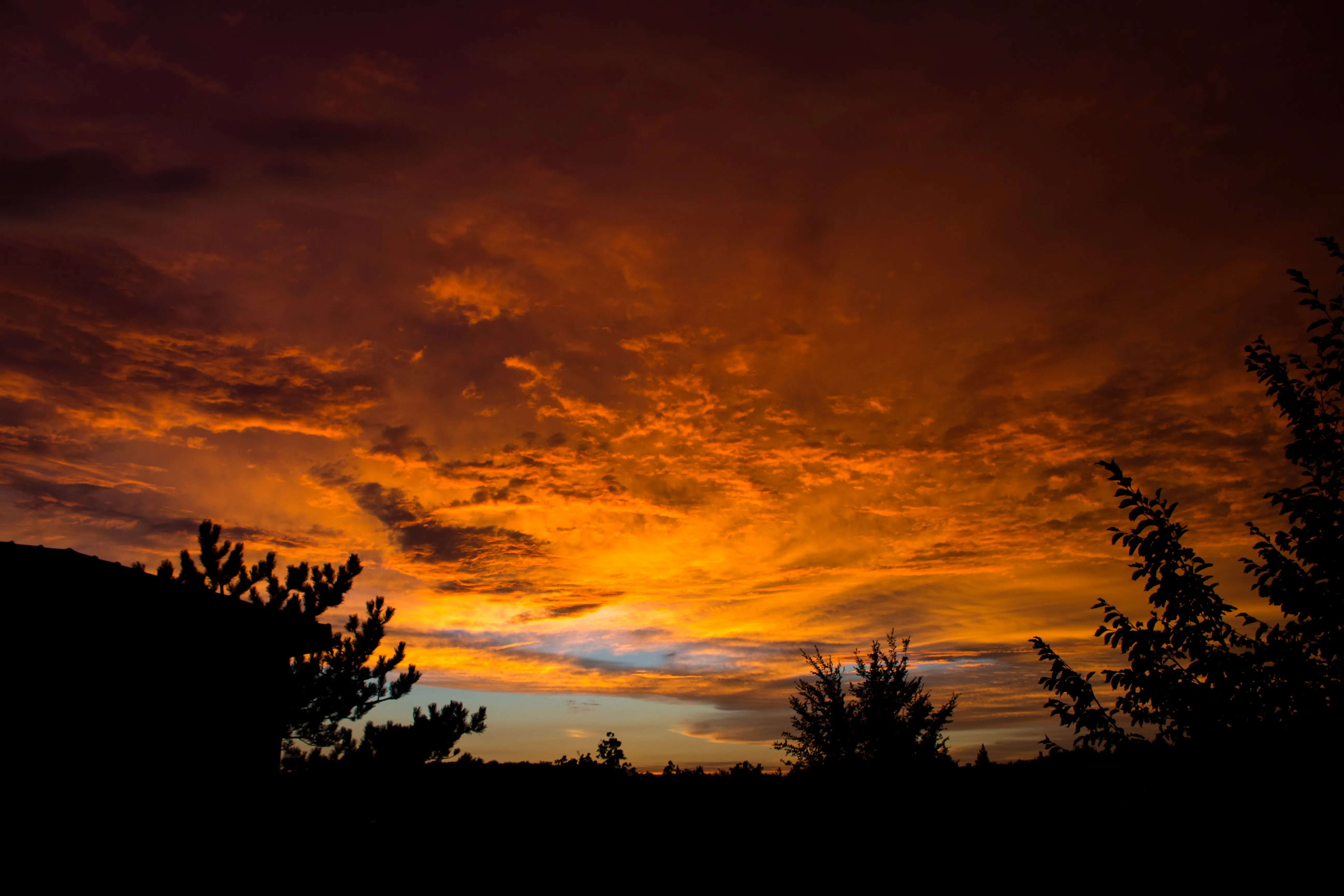 A sunset with trees in the foreground